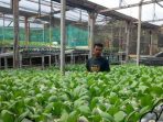 Cerita Petani Hidroponik di Banggai Beromset Puluhan Juta Hingga Mampu Pekerjakan Karyawan